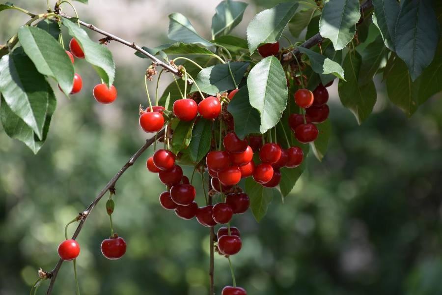 Boroka Tanya Villa Orgovany Dış mekan fotoğraf