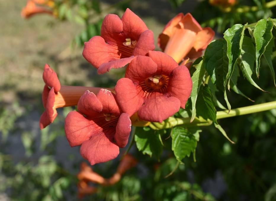 Boroka Tanya Villa Orgovany Dış mekan fotoğraf